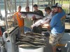 (08/25/2014) - Nice Striped Bass